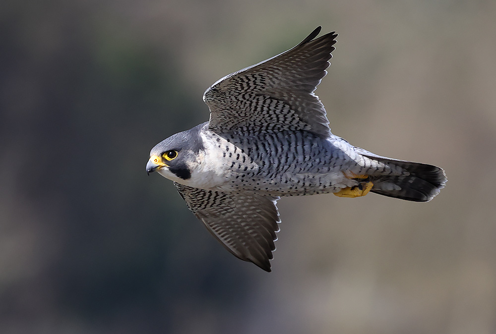 peregrine